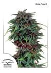 Durban Poison Regular Seeds - 10-DP0901