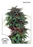 Durban Poison Ordinario Semi - 10-DP0901