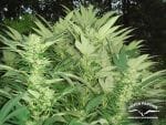 Durban Poison Ordinario Semi - 10-DP0901