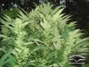 Durban Poison Regular Seeds - 10-DP0901