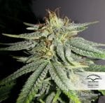 Durban Poison Ordinario Semi - 10-DP0901