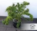 Durban Poison Regular Seeds - 10-DP0901