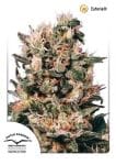 Euforia Regular Seeds - 10-DP3301