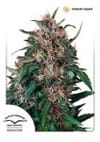 Hollands Hope Regular Seeds - 10-DP0301