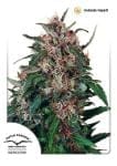 Hollands Hope Regular Seeds - 10-DP0301