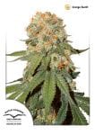 Orange Bud Regular Seeds - 10-DP1501