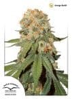 Orange Bud Regular Seeds - 10-DP1501