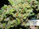 Orange Bud Regular Seeds - 10-DP1501