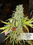 Orange Bud Habitual Semillas - 10-DP1501