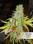 Orange Bud Regular Seeds - 10-DP1501