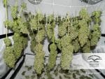 Orange Bud Habitual Semillas - 10-DP1501