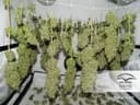 Orange Bud Regular Seeds - 10-DP1501