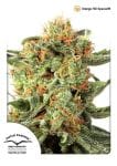 Orange Hill Special Regular Seeds - 10-DP3101