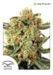 Orange Hill Special Regular Seeds - 10-DP3101