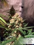 Orange Hill Special Regular Seeds - 10-DP3101