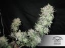 Orange Hill Special Regular Seeds - 10-DP3101