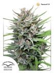Passion #1 Regular Seeds - 10-DP0101