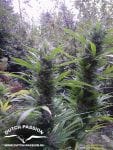 Passion #1 Regular Seeds - 10-DP0101
