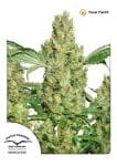 Power Plant Regular Seeds - 10-DP1401