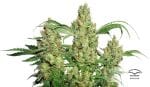 Power Plant Regular Seeds - 10-DP1401