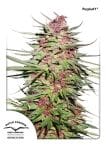Purple #1 Regular Seeds - 10-DP0401