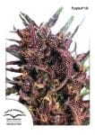 Purple #1 Regular Seeds - 10-DP0401