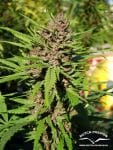 Purple #1 Habitual Semillas - 10-DP0401
