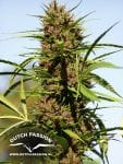 Purple #1 Habitual Semillas - 10-DP0401