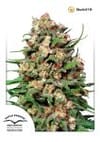 Skunk #1 Regular Seeds - 10-DP1201