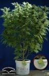Skunk #1 Regular Seeds - 10-DP1201