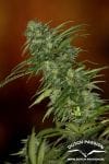 Skunk #1 Habitual Semillas - 10-DP1201