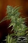 Skunk #1 Regular Seeds - 10-DP1201