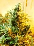 Skunk #1 Habitual Semillas - 10-DP1201