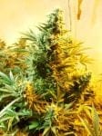 Skunk #1 Regular Seeds - 10-DP1201