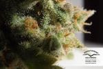 Skunk #1 Habitual Semillas - 10-DP1201