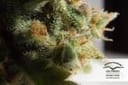 Skunk #1 Regular Seeds - 10-DP1201