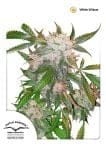 White Widow Regular Seeds - 10-DP3201