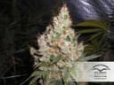 White Widow Regelmäßig Saatgut - 10-DP3201