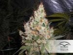 White Widow Ordinario Semi - 10-DP3201