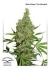 White Widow x The Ultimate Regular Seeds - 10-DP6601