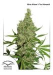 White Widow x The Ultimate Régulier Graines - 10-DP6601