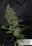 White Widow x The Ultimate Régulier Graines - 10-DP6601