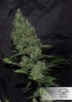 White Widow x The Ultimate Regular Seeds - 10-DP6601