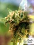 White Widow x The Ultimate Regular Seeds - 10-DP6601