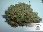 White Widow x The Ultimate Régulier Graines - 10-DP6601