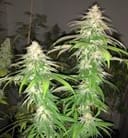 Purple Strawberry Sherbet Feminised Seeds - 5-PF-012-F5