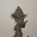 Purple Strawberry Sherbet Feminised Seeds - 5-PF-012-F5