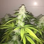 Wedding Cake S1 Feminised Seeds-PF-013-F5