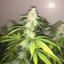 Wedding Cake S1 Feminized Seeds-PF-013-F5