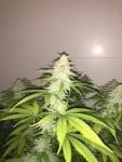 Wedding Cake S1 Feminized Seeds-PF-013-F5